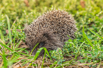 Image showing Wild Hedgehog is looking for a food