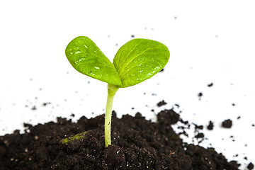 Image showing Heap dirt with a green plant sprout isolated