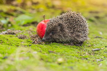 Image showing Wild Hedgehog is looking for a food