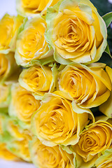 Image showing Group of fresh yellow roses