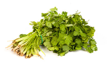 Image showing Parsley tied in a bunch with twine isolated