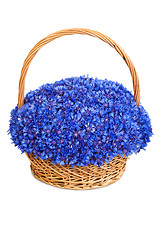 Image showing Beautiful blue cornflowers in a basket