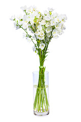 Image showing spring flowers background on white background