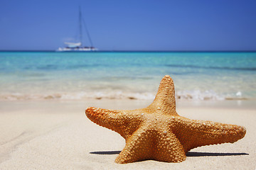 Image showing Beach Starfish