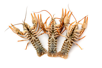 Image showing River raw crayfishes