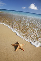 Image showing Beach Starfish