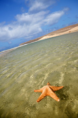 Image showing Beach Starfish