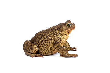 Image showing Forest toad. Green frog