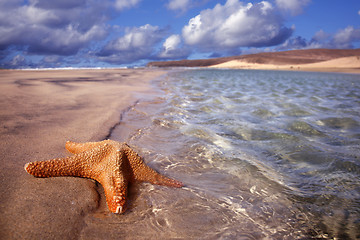 Image showing Starfish Floating