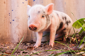 Image showing Close-up of a cute muddy piglet running around outdoors on the f