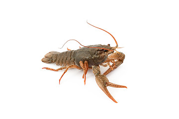 Image showing River raw crayfish