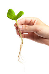 Image showing Male hand hold a small sprout and an earth handful