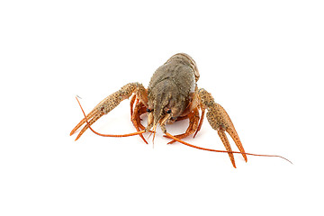 Image showing River raw crayfish