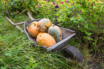 Image showing Pumpkins in pumpkin patch waiting to be sold