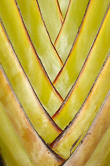 Image showing Palm leaf