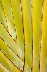 Image showing Palm leaf