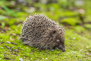 Image showing Wild Hedgehog is looking for a food