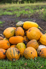 Image showing Pumpkins in pumpkin patch waiting to be sold