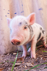 Image showing Close-up of a cute muddy piglet running around outdoors on the f