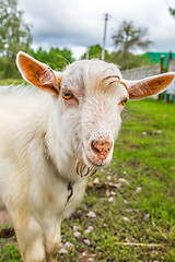 Image showing Portrait of a funny goat looking to a camera over blue sky backg