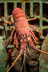 Image showing alive lobster in an aquarium