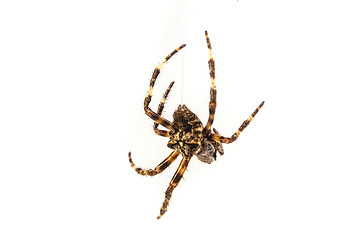 Image showing Spider