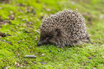 Image showing Wild Hedgehog is looking for a food