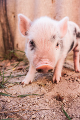 Image showing Close-up of a cute muddy piglet running around outdoors on the f