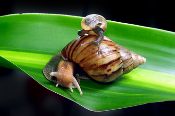 Image showing snails