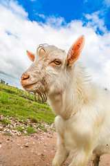 Image showing Portrait of a funny goat looking to a camera over blue sky backg