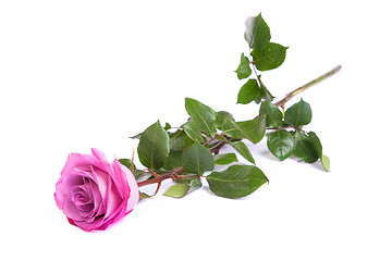 Image showing One fresh pink rose  over white background