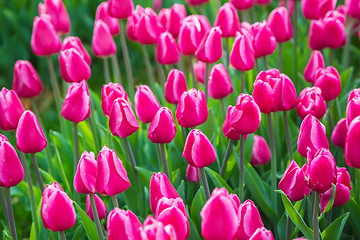 Image showing Multicolored flower  tulip field in Holland