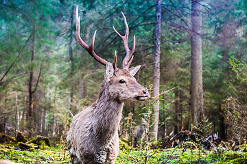 Image showing Deer in summer forest