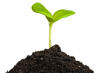 Image showing Heap dirt with a green plant sprout isolated