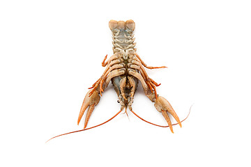 Image showing River raw crayfish