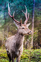 Image showing Deer in summer forest