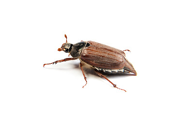 Image showing May bug macro isolated on white.