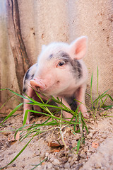 Image showing Close-up of a cute muddy piglet running around outdoors on the f