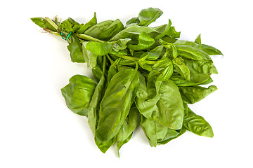 Image showing Fresh green basil leaves on white background