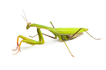 Image showing Mantis isolated on a white background