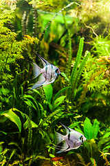 Image showing Freshwater aquarium with fish pterophyllum scalare