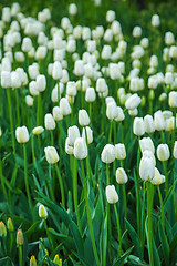 Image showing Multicolored flower  tulip field in Holland