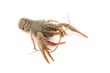 Image showing River raw crayfish