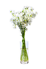 Image showing spring flowers background on white background