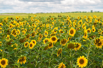 Image showing sun flowers field in Ukraine sunflowers