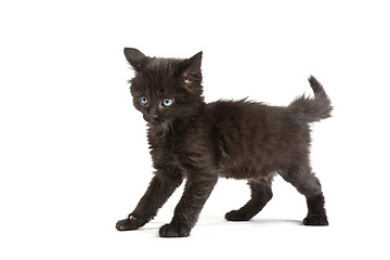 Image showing Cute black kitten on  a white background