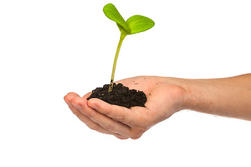 Image showing Male hand hold a small sprout and an earth handful
