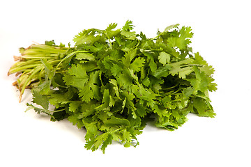 Image showing Parsley tied in a bunch with twine isolated