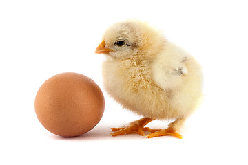 Image showing The yellow small chicks with an egg