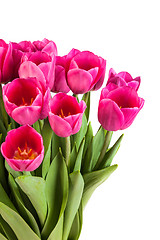 Image showing Bunch of tulips on a white